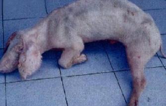 巴氏杆菌病引起的三种传染病,人感染巴氏杆菌病