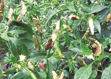 辣椒细菌性角斑病图解,辣椒上的锈斑怎么去除