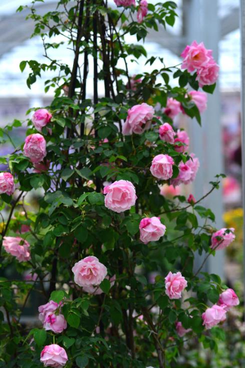 月季花网购指南图片高清版,月季品种查询网