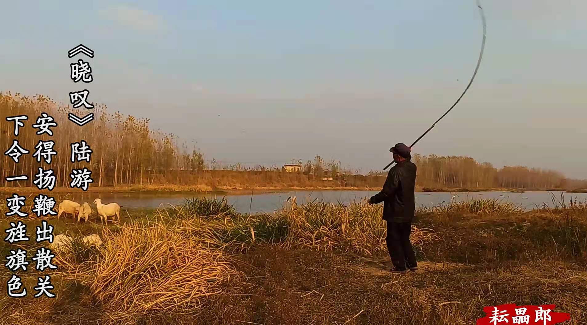 羊是如何解决爱恨情仇的？争夺配偶引发旋风相对，泗河公羊打架