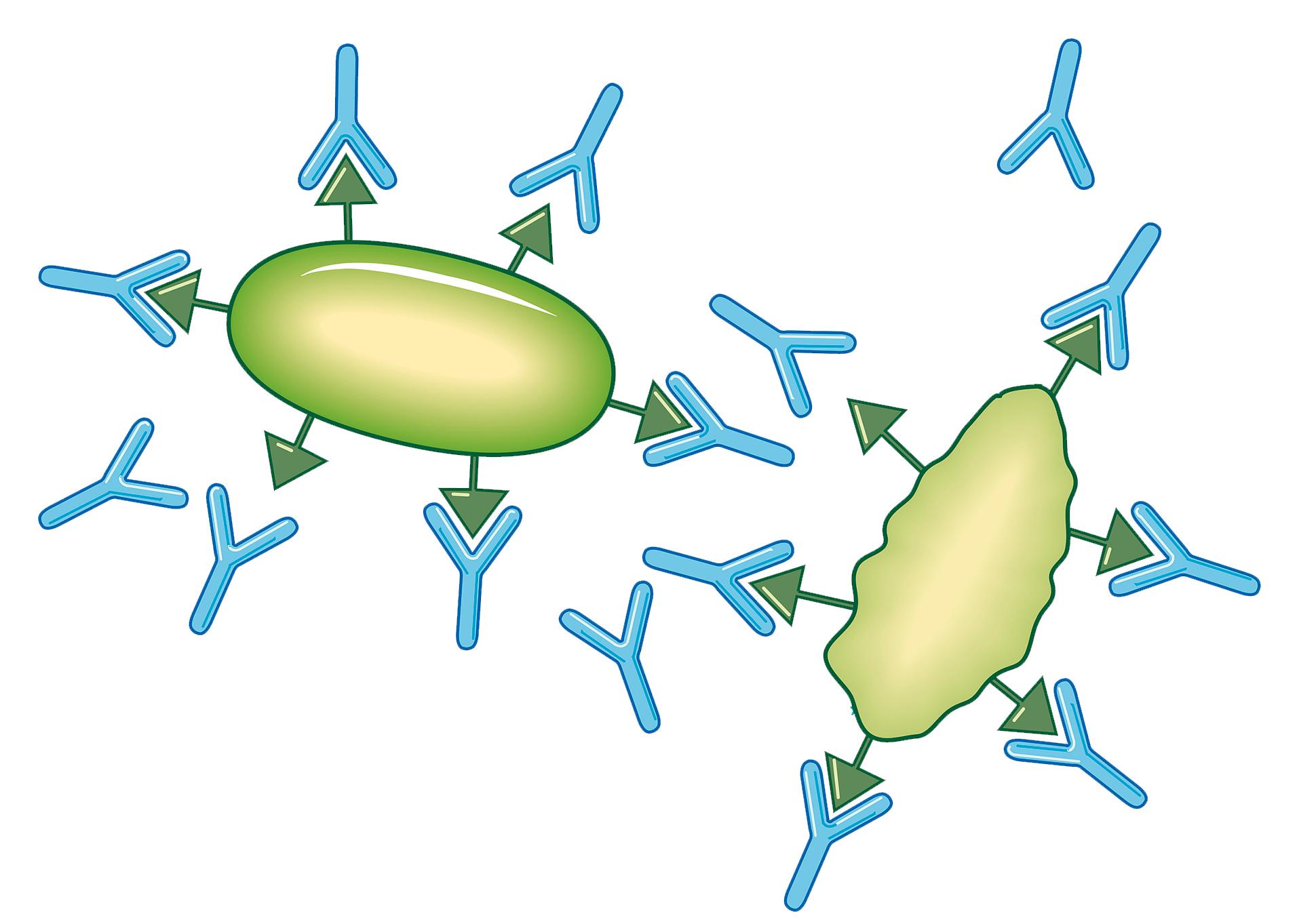 抗体是怎么制作出来的,抗体与免疫力的区别