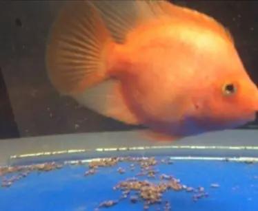 除了换水还有什么办法去水藻,鱼缸不换水有办法清除水藻