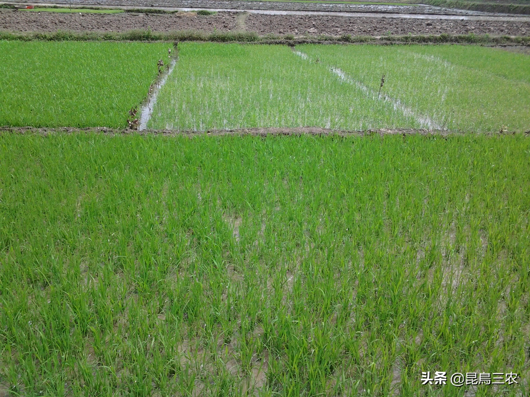 水稻长期下雨怎么管理,水稻生长困难