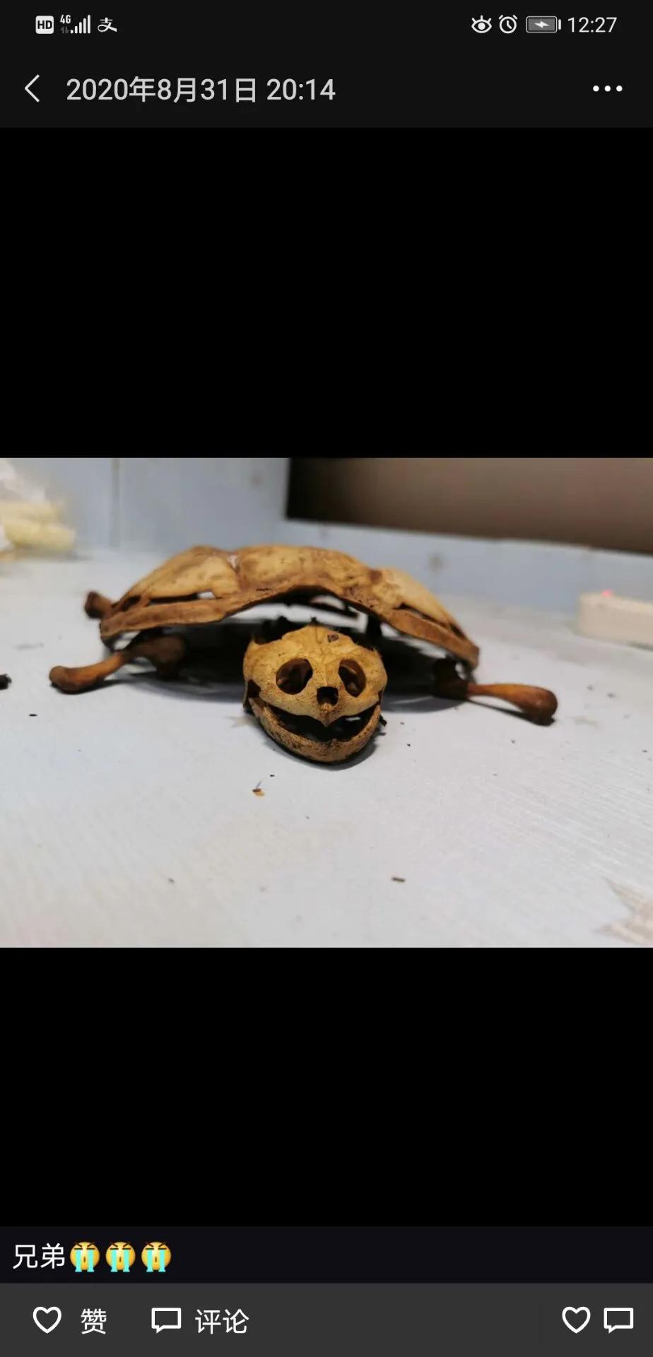 返校发现乌龟剩骨架怎么回事,武汉大学生时隔8个月宿舍找乌龟