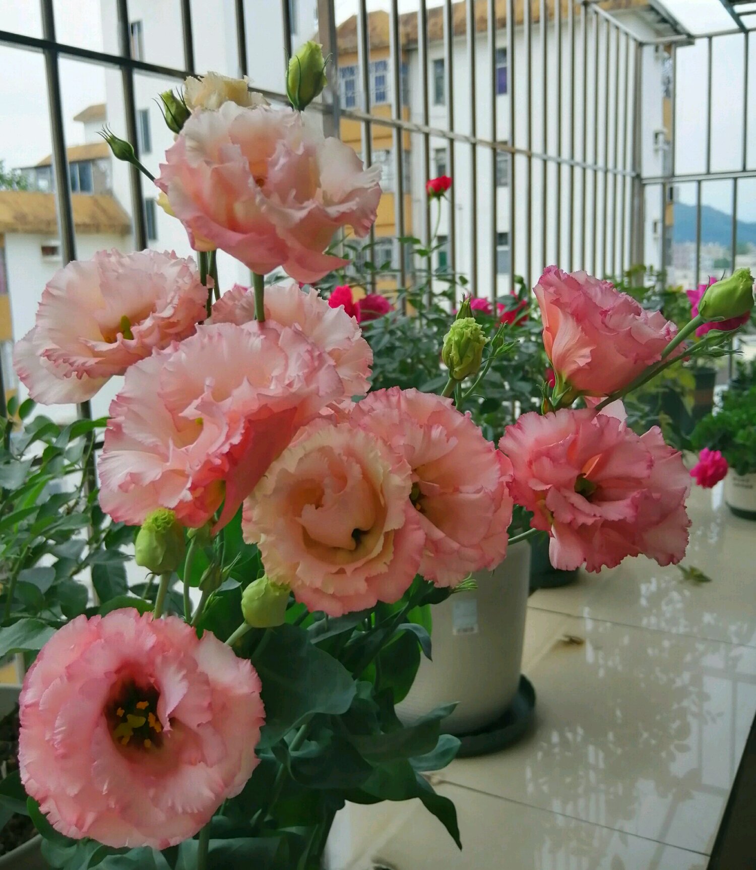 6种花开花时间,六种短命花