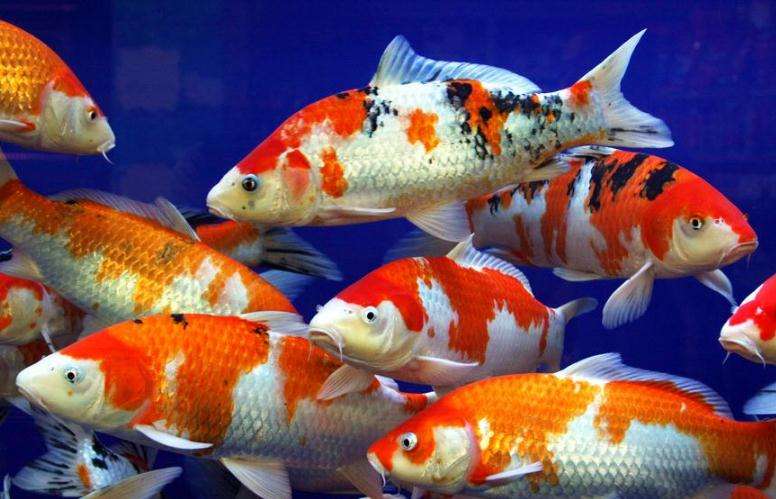 鱼缸饲养锦鲤注意事项视频,水族箱养锦鲤注意事项和禁忌