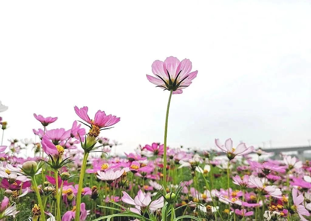 美美美!余杭七大花海组团来袭,遍地繁花好似人间仙境