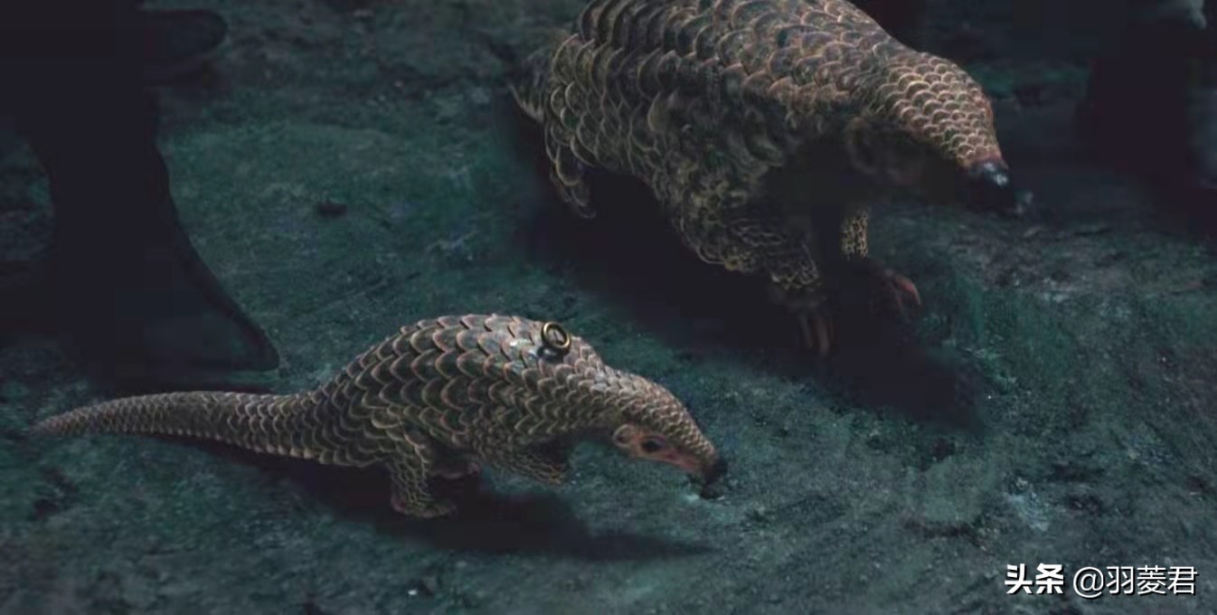 鬼吹灯里的分金定术,鬼吹灯搬山秘技