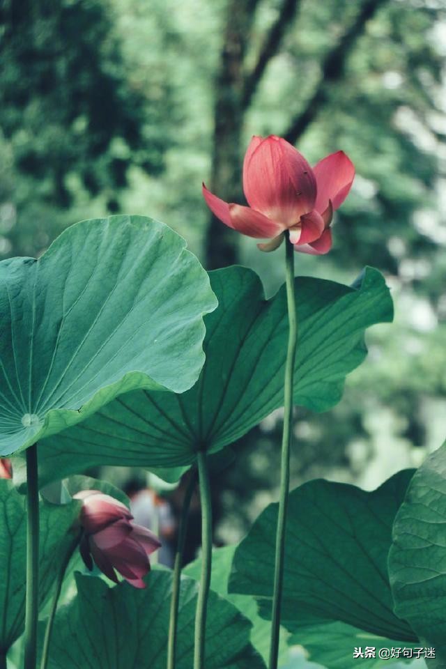 佛说爱情经典句子佛语禅心,佛家关于放下爱情的句子