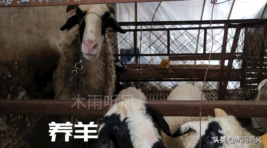 养羊技术培训教程视频,传授养殖牛羊技术