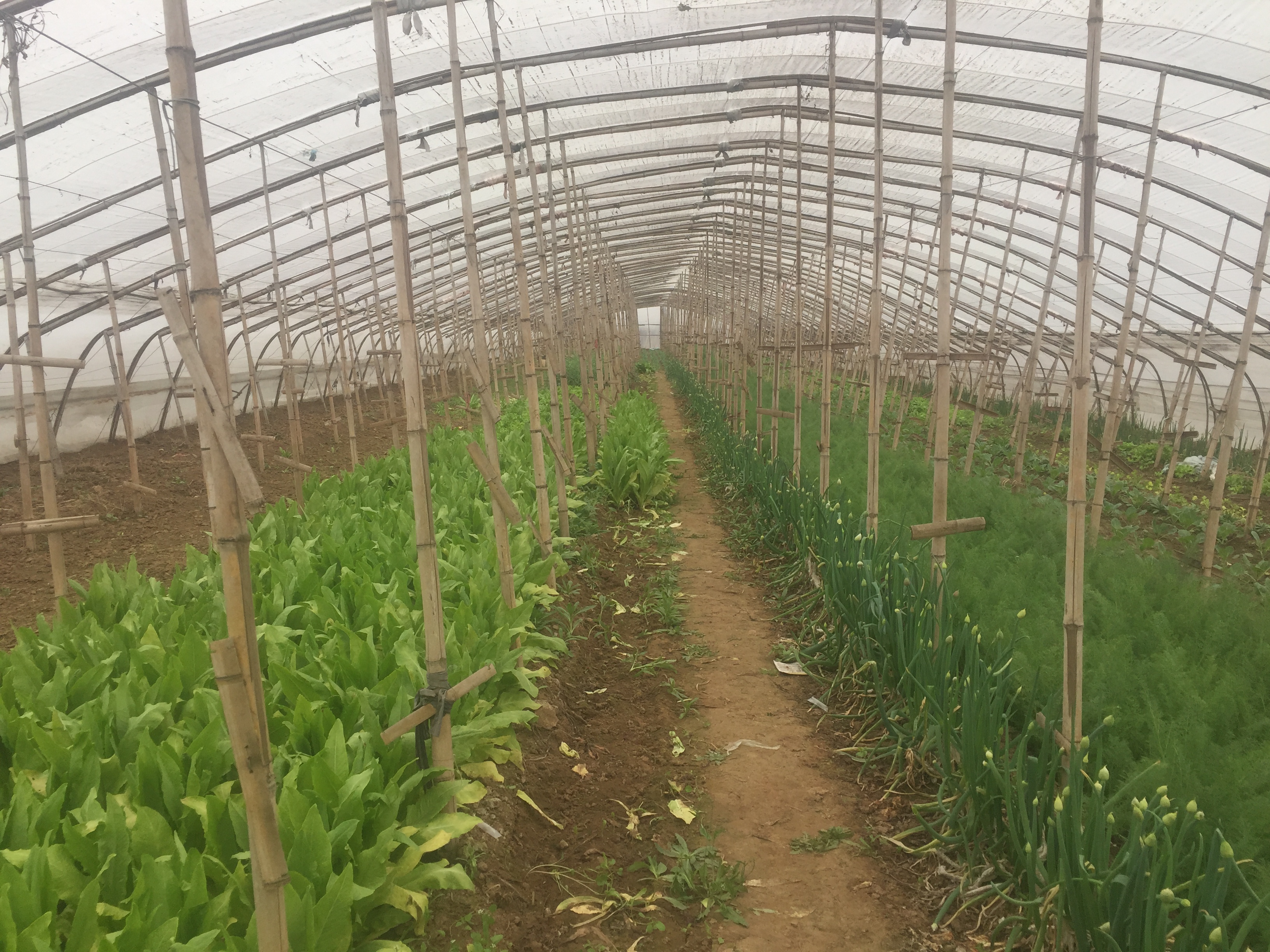 大棚长绿苔解决办法,大棚土壤发绿怎么办