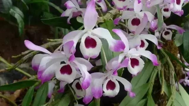 身边常见花卉识别,身边常见的树有哪些