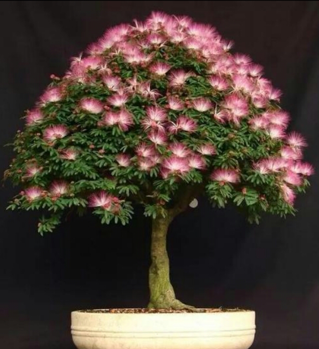 *欢合**花：花美叶美、有色有香的*欢合**花，管理与栽培