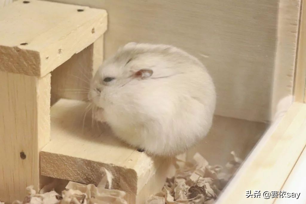 日本推主养了只小仓鼠，又团又圆的样子简直萌炸了！可爱到治愈！