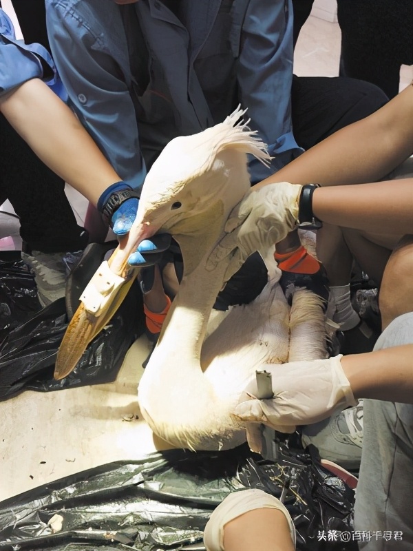 鹈鹕吞猎物到肚子里是怎么样的,鹈鹕的嘴真的是大口袋吗