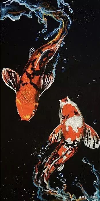 池中之仙，惊艳若此——锦鲤