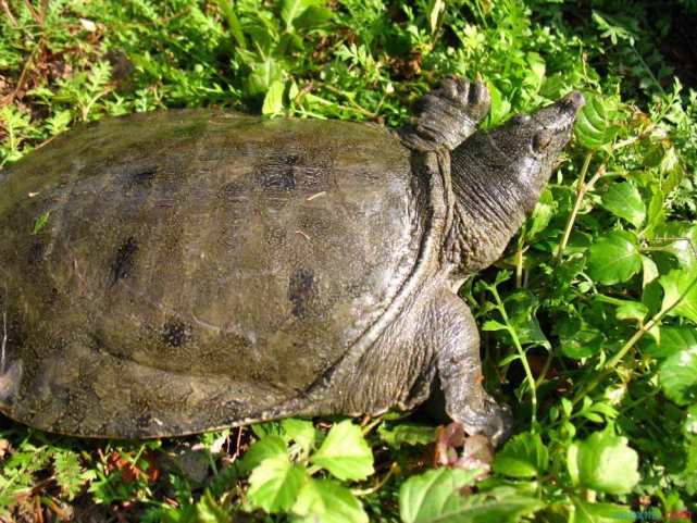 野生甲鱼和养殖甲鱼的区别在哪里,养殖甲鱼和野生甲鱼营养价值区别
