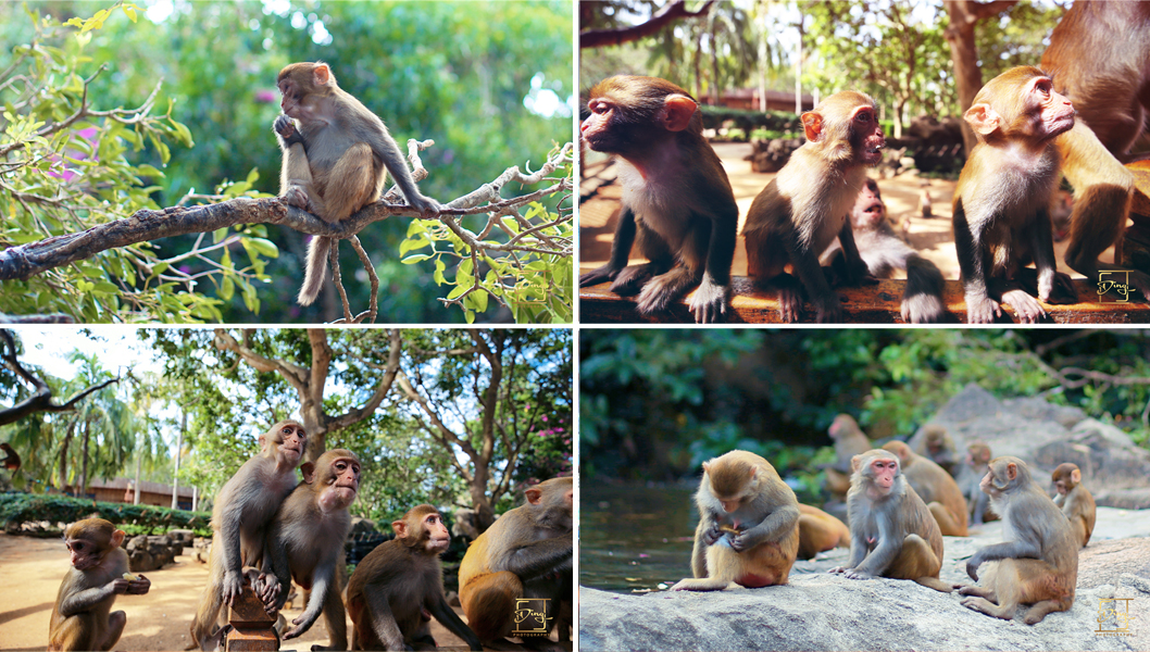 陵水猴岛与呆呆岛之旅,三亚猴岛呆呆岛有必要去吗