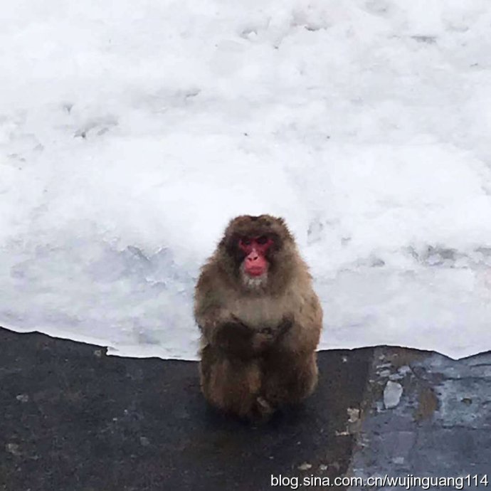 日本猴子冬天泡温泉原因,日本雪里泡温泉的猴子
