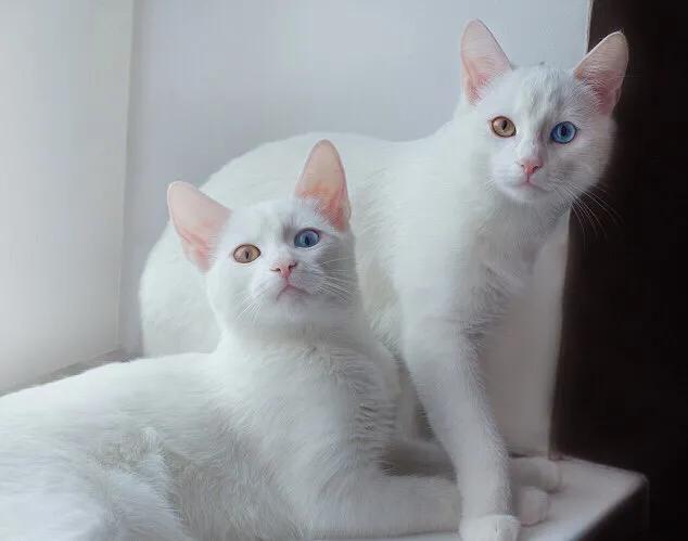 好看的猫的眼睛,猫的眼睛为什么那么好看