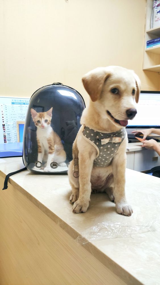 这是什么狗,狗狗横齿什么样