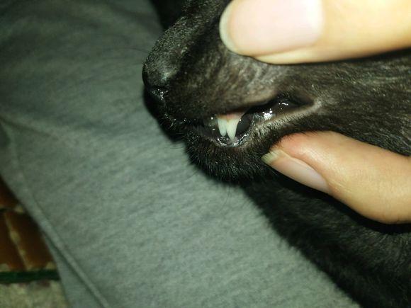 猫咪换牙是龅牙怎么办,猫咪换牙时会出现什么情况