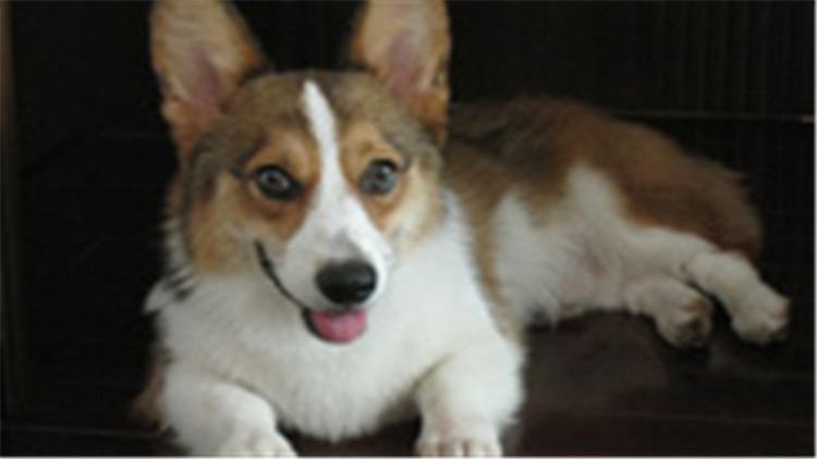 柯基犬智商排在第几名最新,柯基犬智商排第几