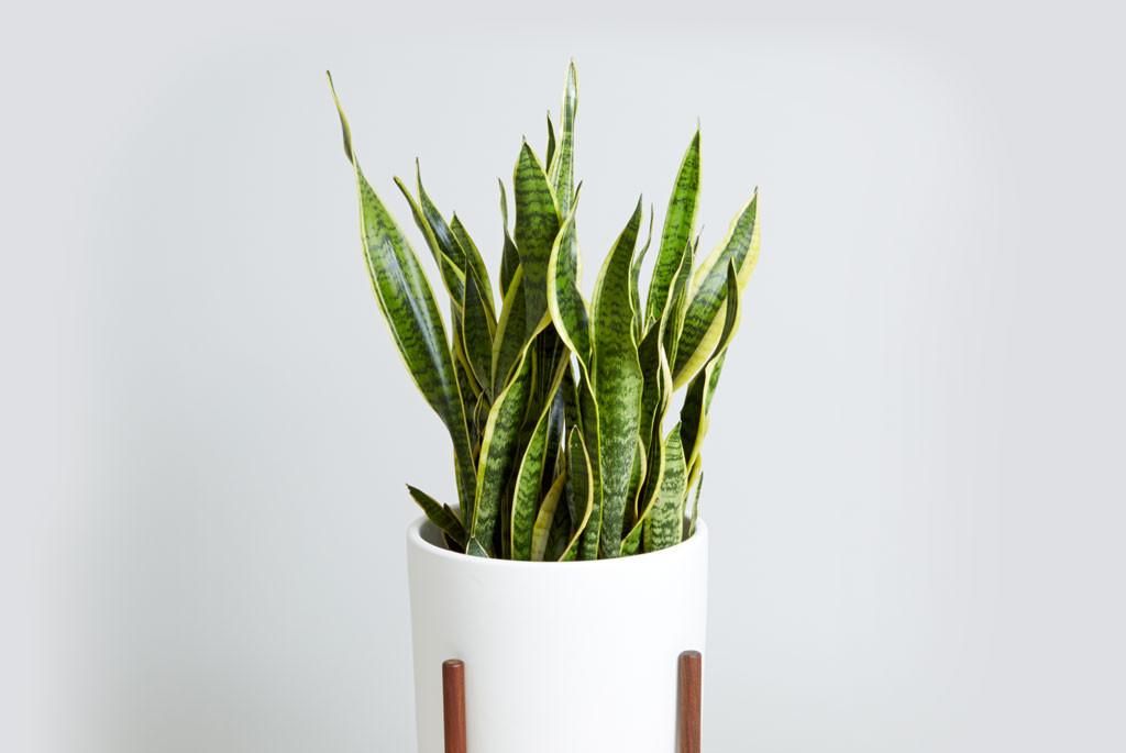 容易养活的除甲醛植物,家里最好的除甲醛的植物大型绿植