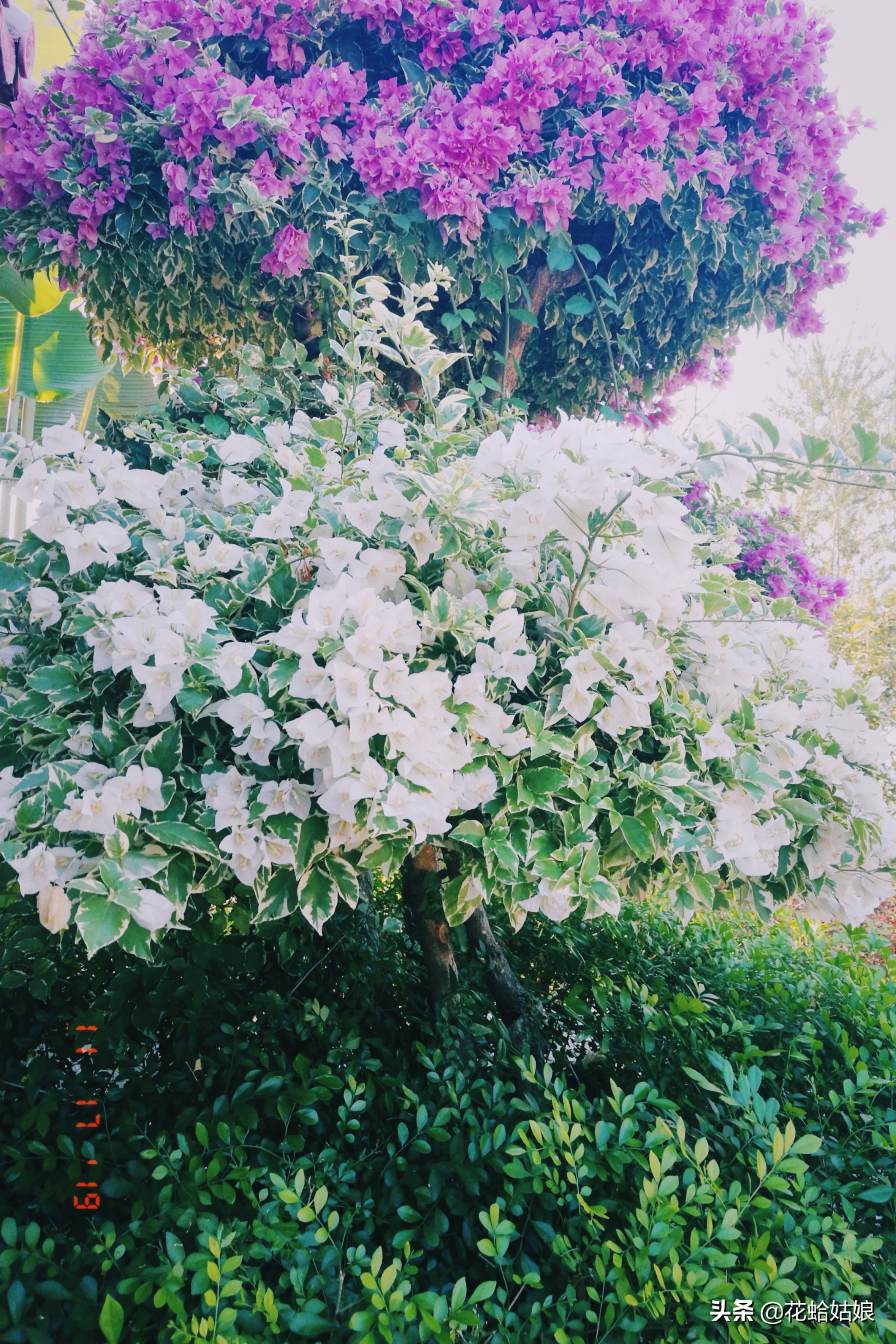 有苎萝西子之美誉的惠州西湖,是国家5*级A**旅游景区,静中带美