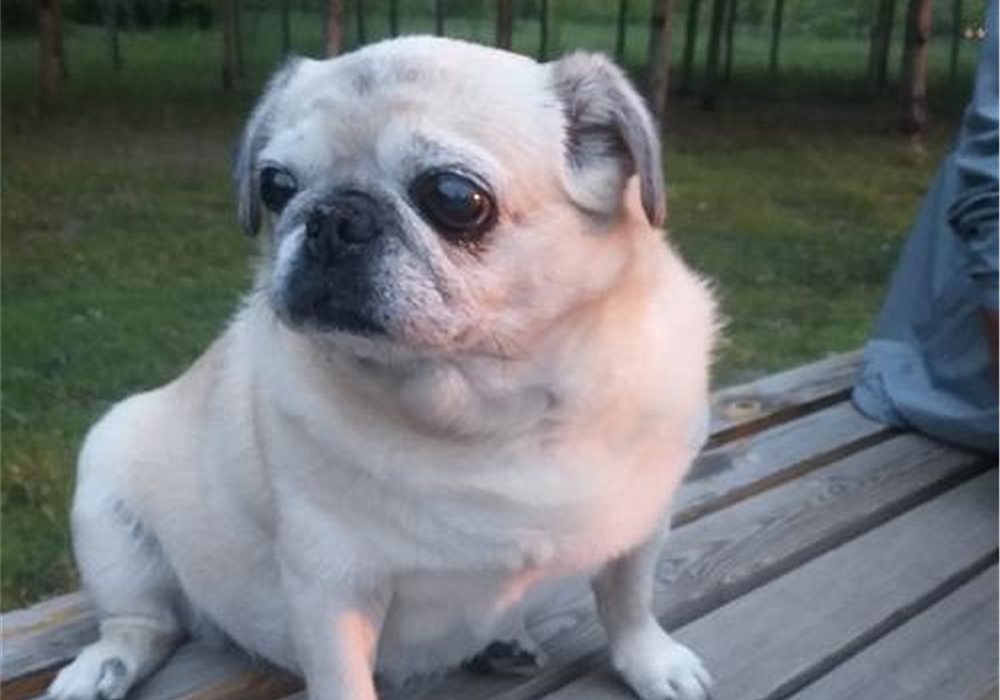 辟谣，山羊奶比牛奶更适合宠物，这一传言背后，其实暗藏风波