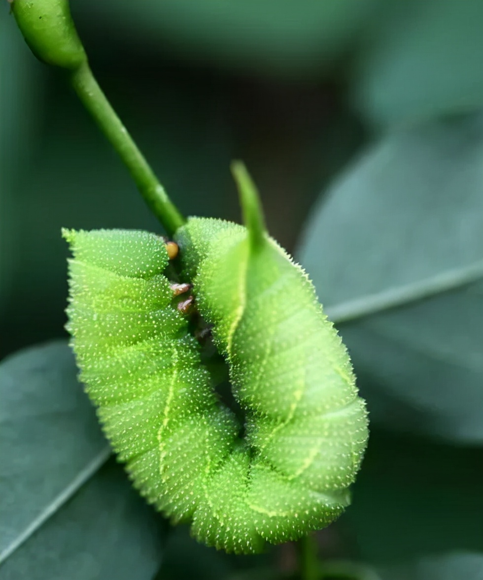 黄豆的虫害有哪些,黄豆地里都有什么虫子