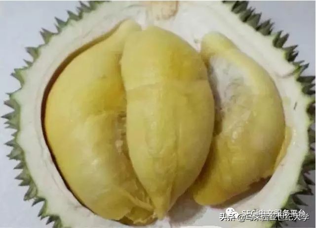 马来西亚榴莲品种大全,马来西亚d14榴莲是什么品种