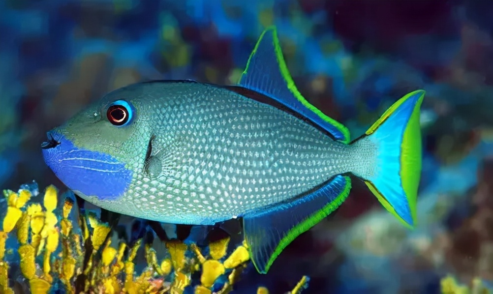 炮弹鱼长的像谁,大体型炮弹鱼