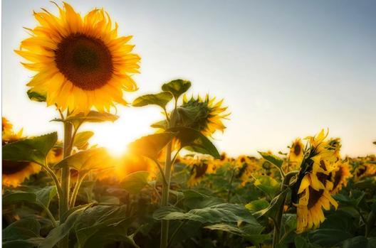 最好用的摄影滤镜,摄影中常用的滤镜三种