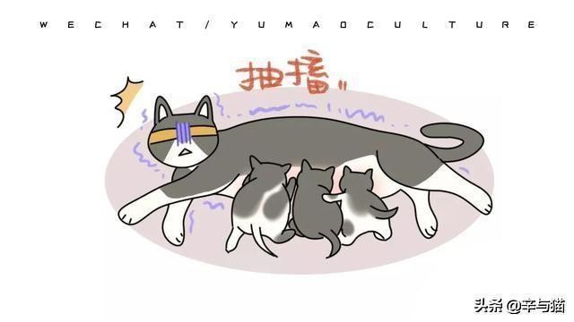 猫咪四肢无力总是趴着,猫咪缺钙双腿不一样粗