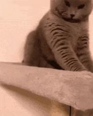 为什么现在年轻人喜欢养猫,当代年轻人不养孩子养猫