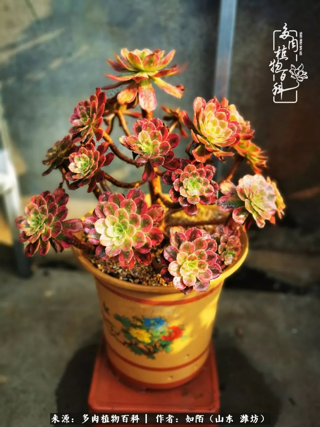 凤凰涅槃，浴火重生！多肉法师圣斗士们的秋天！（附养护经验）