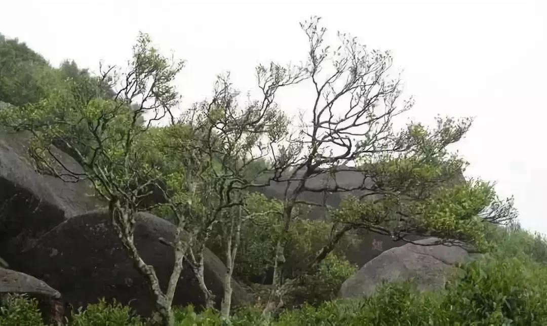 天价土豪茶叶，想都想不到的价格