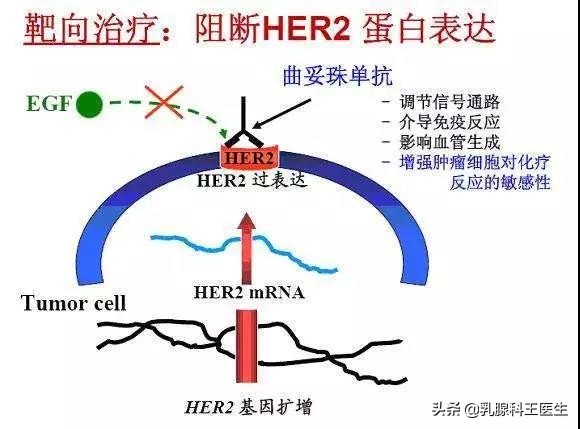 乳腺癌靶向治疗药物对肺癌有效吗,乳腺癌靶向药心脏毒性