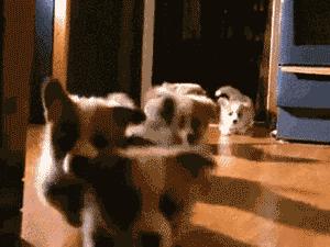 深圳养狗证多少钱,深圳养狗证网上可以查吗