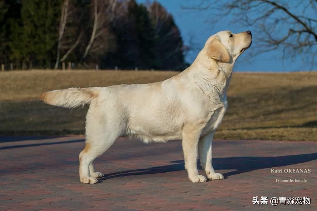 有什么办法能让拉布拉多饿,拉布拉多怕冷吗多少度合适