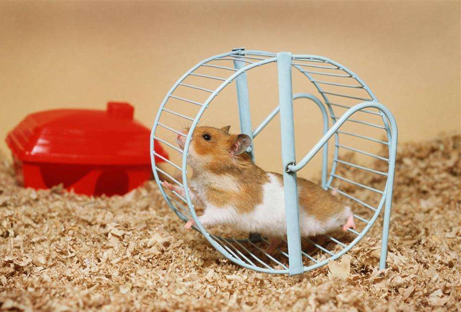 仓鼠养鼠指南,鼠年大吉仓鼠怎么养活的