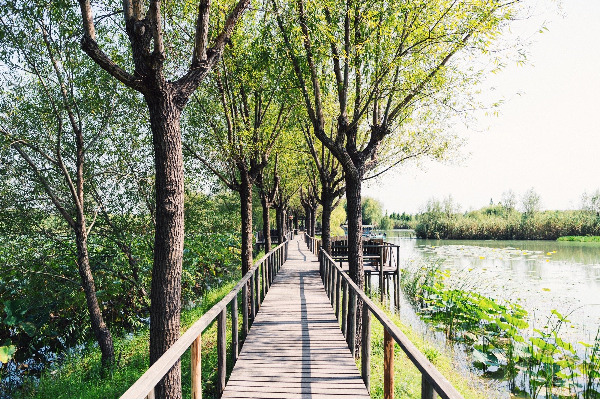藏在苏州太湖的绝美小岛,苏州太湖三山岛风景区介绍