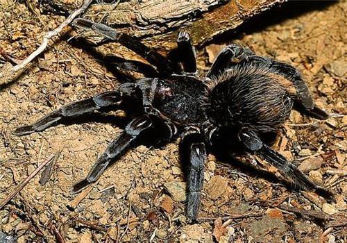 在野外奇形怪状的蜘蛛,各种宠物蜘蛛图片