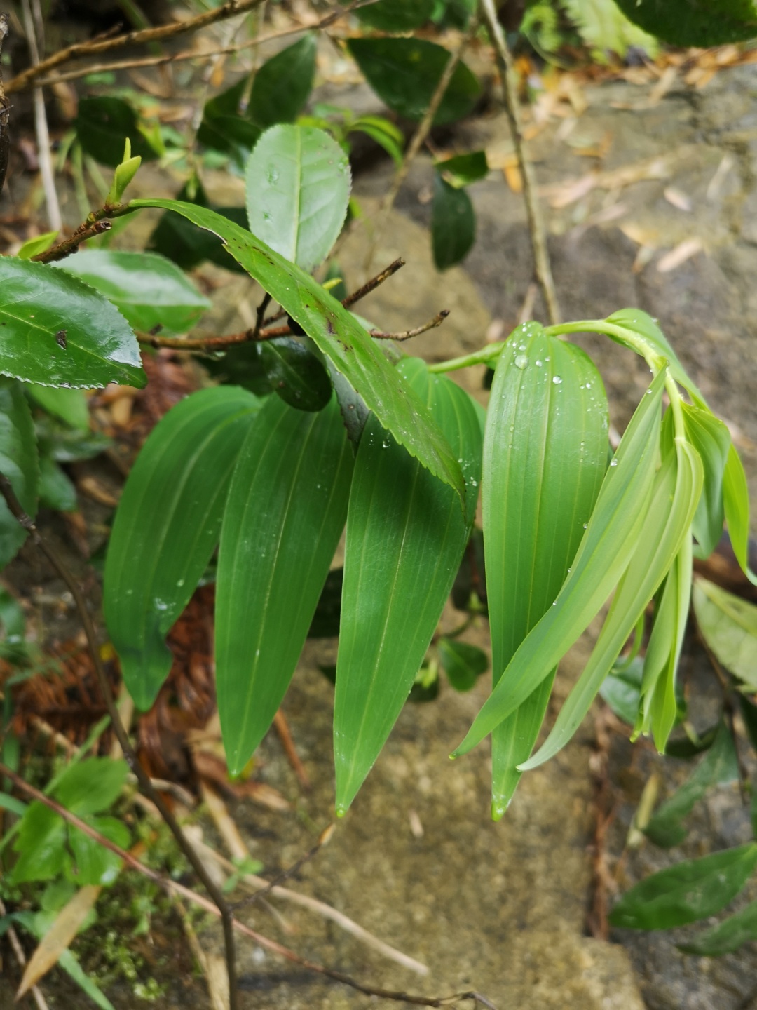 竹林深处探宝——只为了那一棵黄精