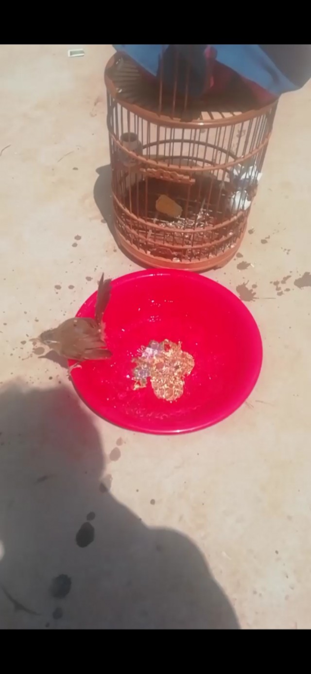 画眉鸟不洗澡最有效方法,画眉鸟如何洗澡