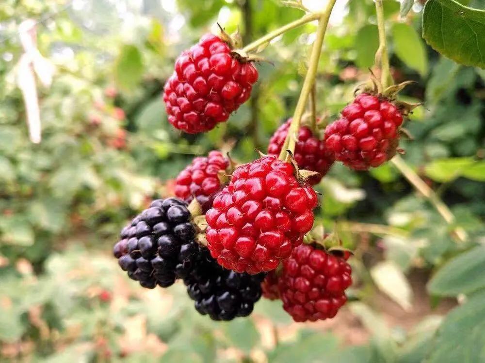 采摘不到4小时就坏,价钱直逼200元大关,在国外被誉为“黑钻石”