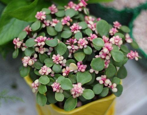 这五种花千万别养,这几种花不用买剪个叶子就能活