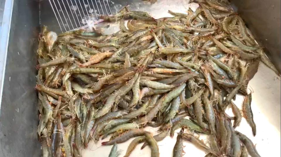 新鲜的大虾怎么冻保存时间长,冰冻大虾和冻鲜虾有什么区别