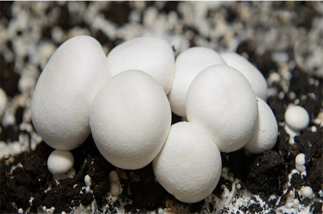 双孢菇种植技术和管理,双孢菇最简单种植方法